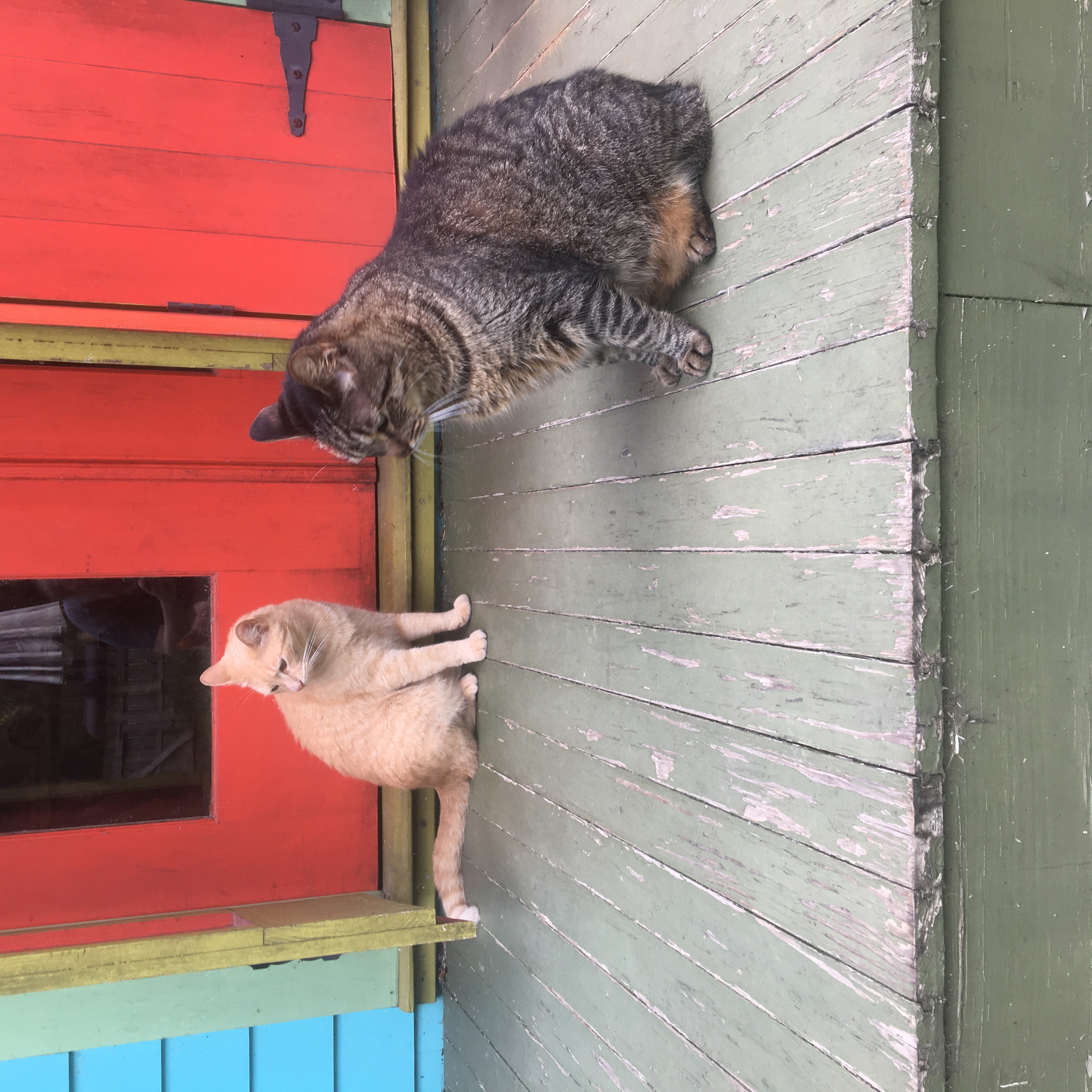 Buddy and Otter on the front porch