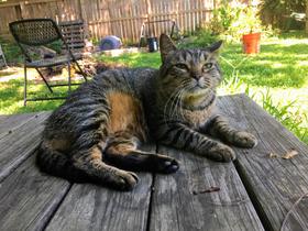 Buddy on the backporch.