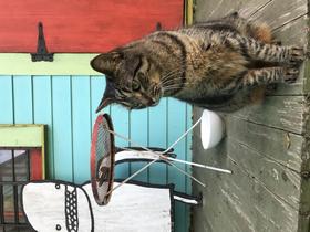 Buddy on the porch.