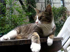 Sally on the yard table at 181 Irving Avenue.