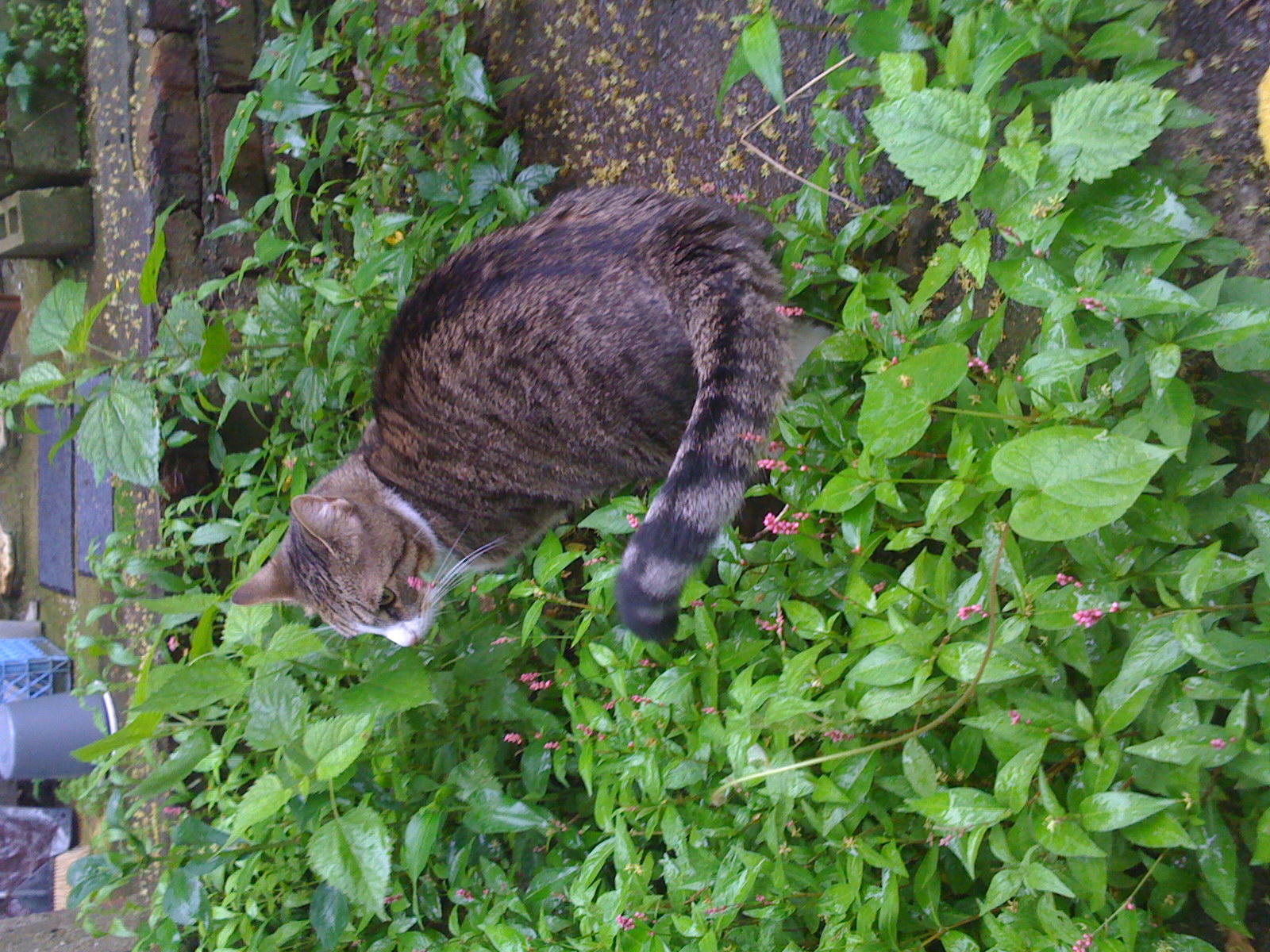 Sally enjoyed our yard in Bushwick.