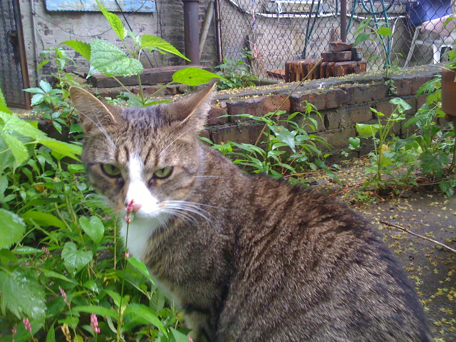 Sally enjoyed our yard in Bushwick.