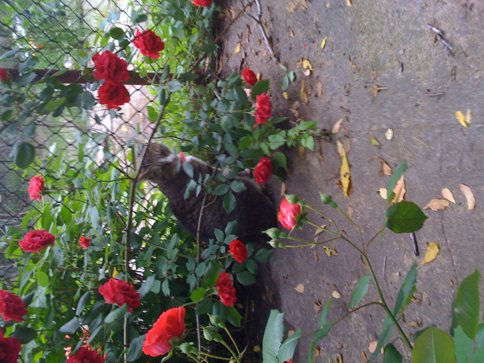 Sally sitting in the roses. 181 Irving Avenue.