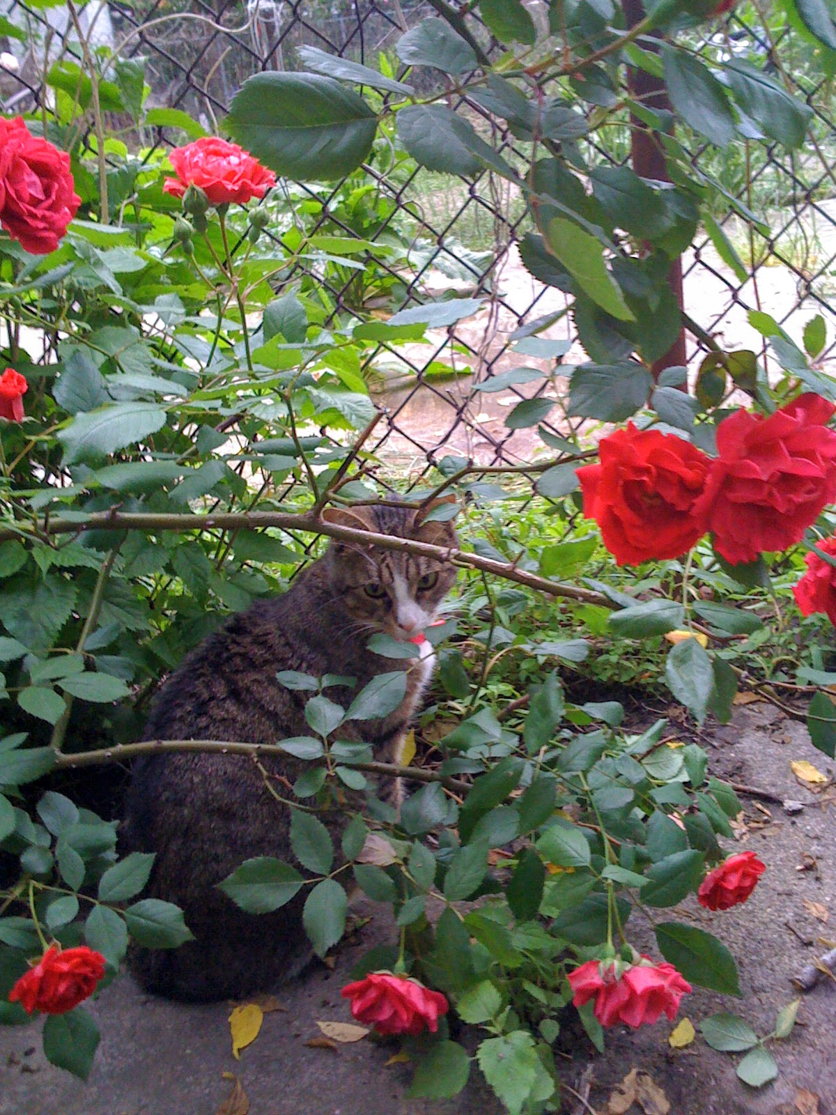 Sally sitting in the roses. 181 Irving Avenue.