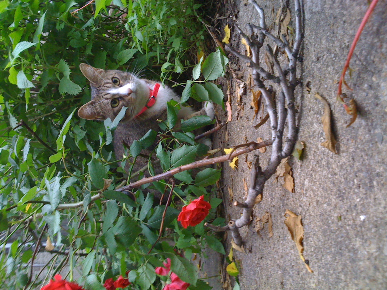 Sally sitting in the roses. 181 Irving Avenue.