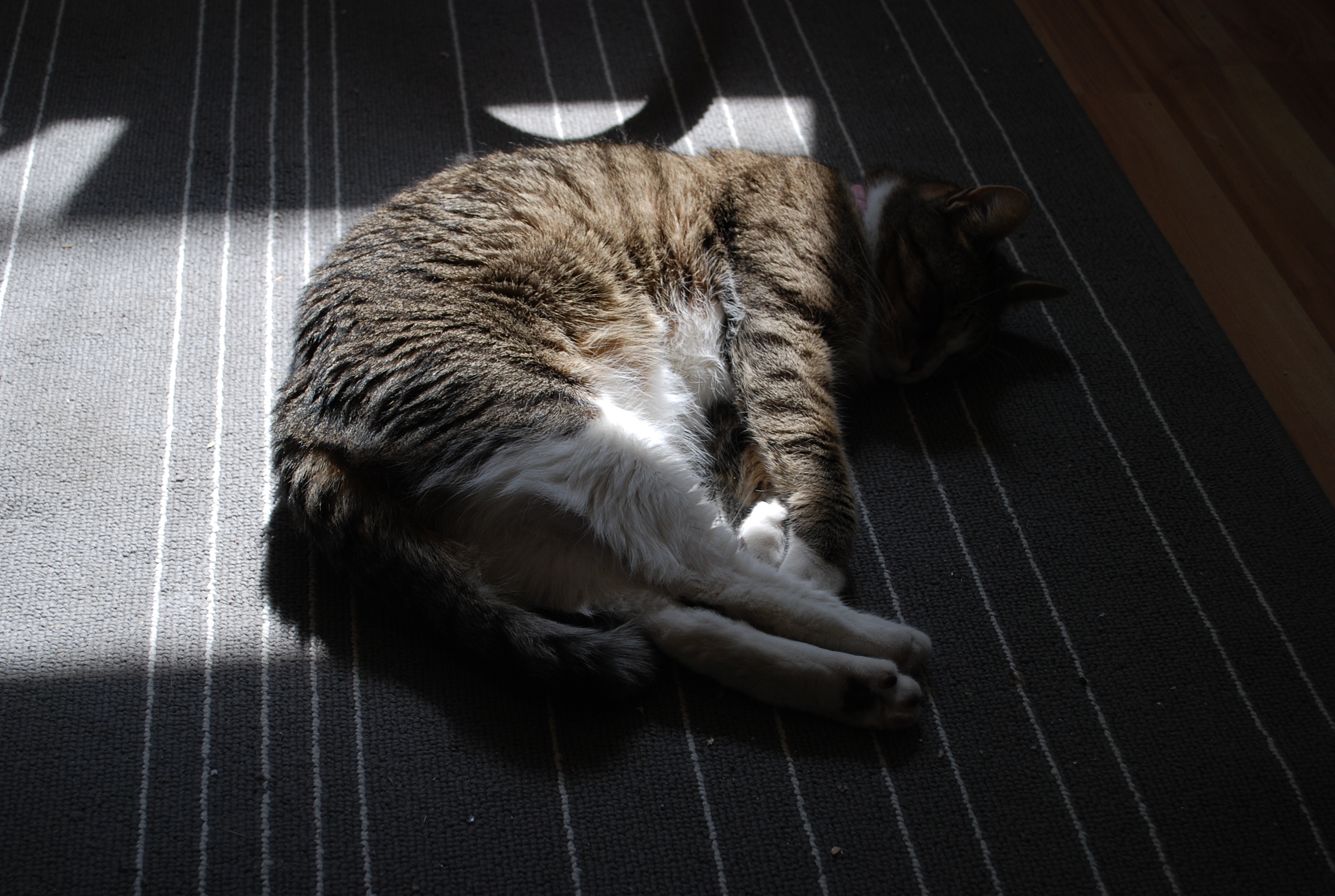 Sally slept in a sunbeam.