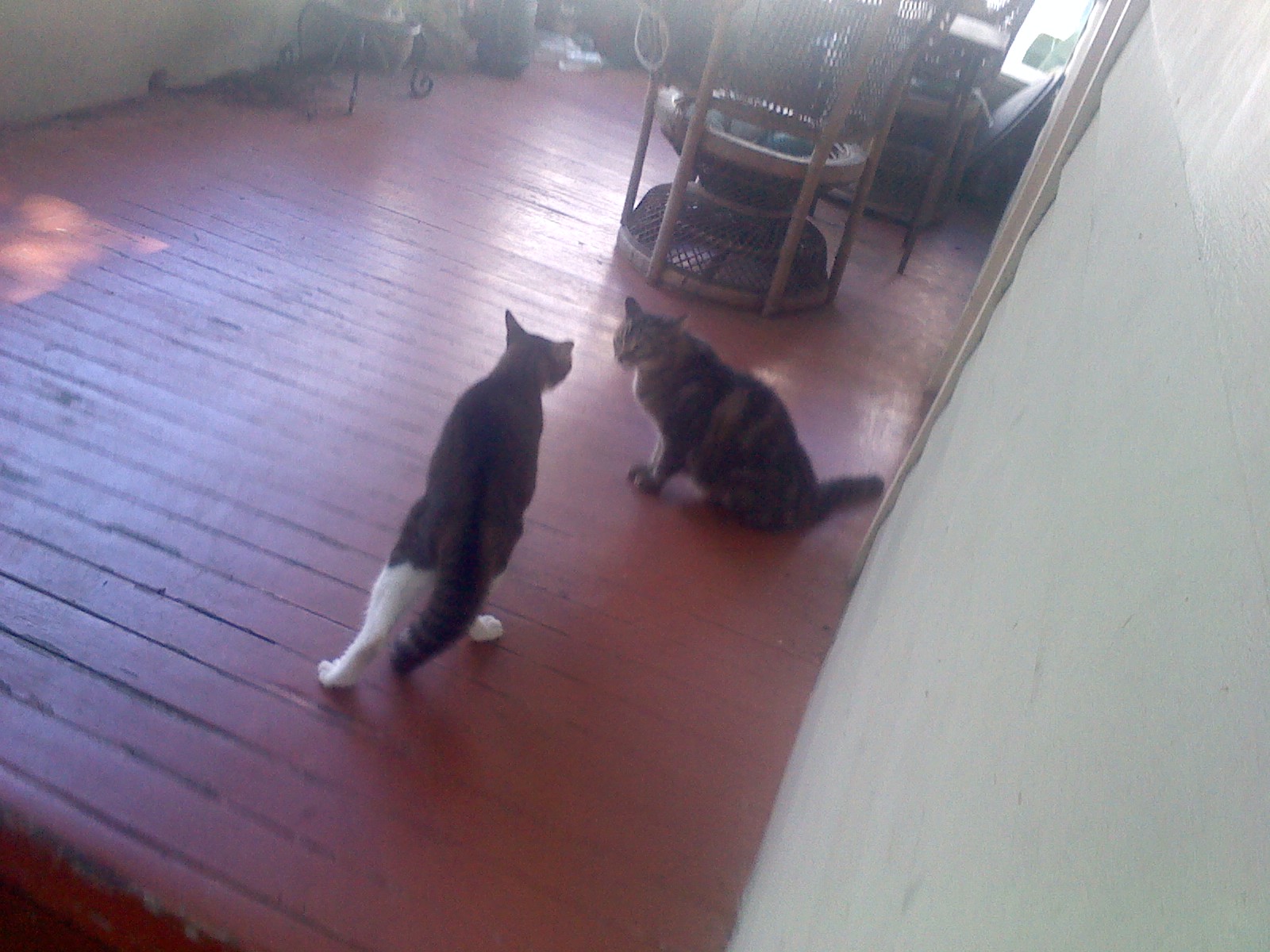 Sally made friends with a three-legged cat neighbor.