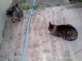 Sally made friends with a three-legged cat neighbor.