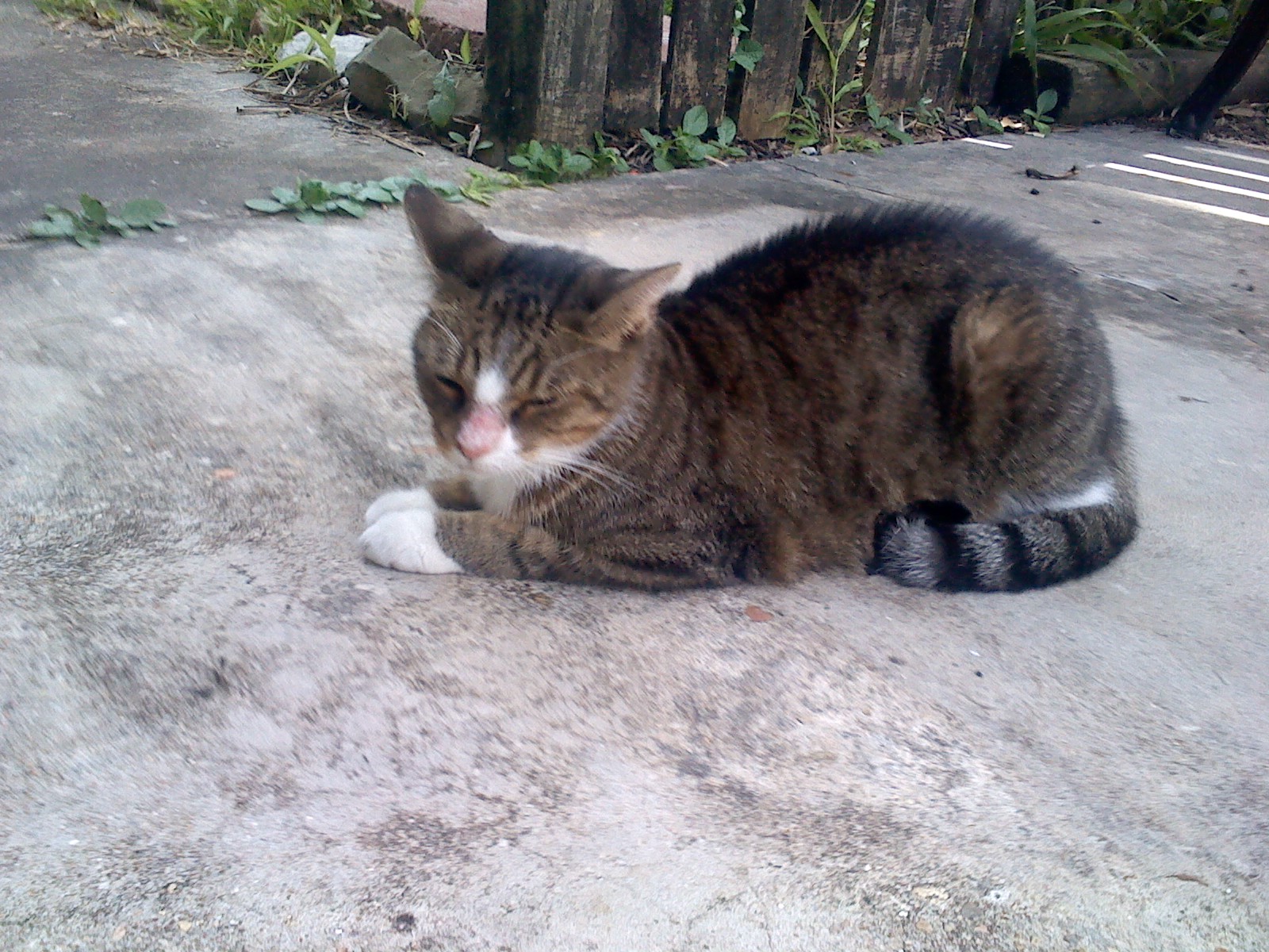 Sally made friends with a three-legged cat neighbor.