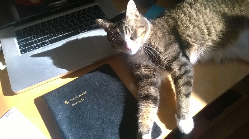 Sally the cat on a sunny desk in Austin, Texas