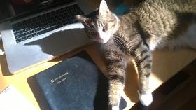 Sally sat on a sunny desk in Austin, Texas.