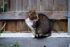 Sally keeps watch at 321 Clark Street.