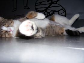 Sally stretched on our plywood floor.