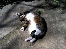 Sally stretched in the backyard.