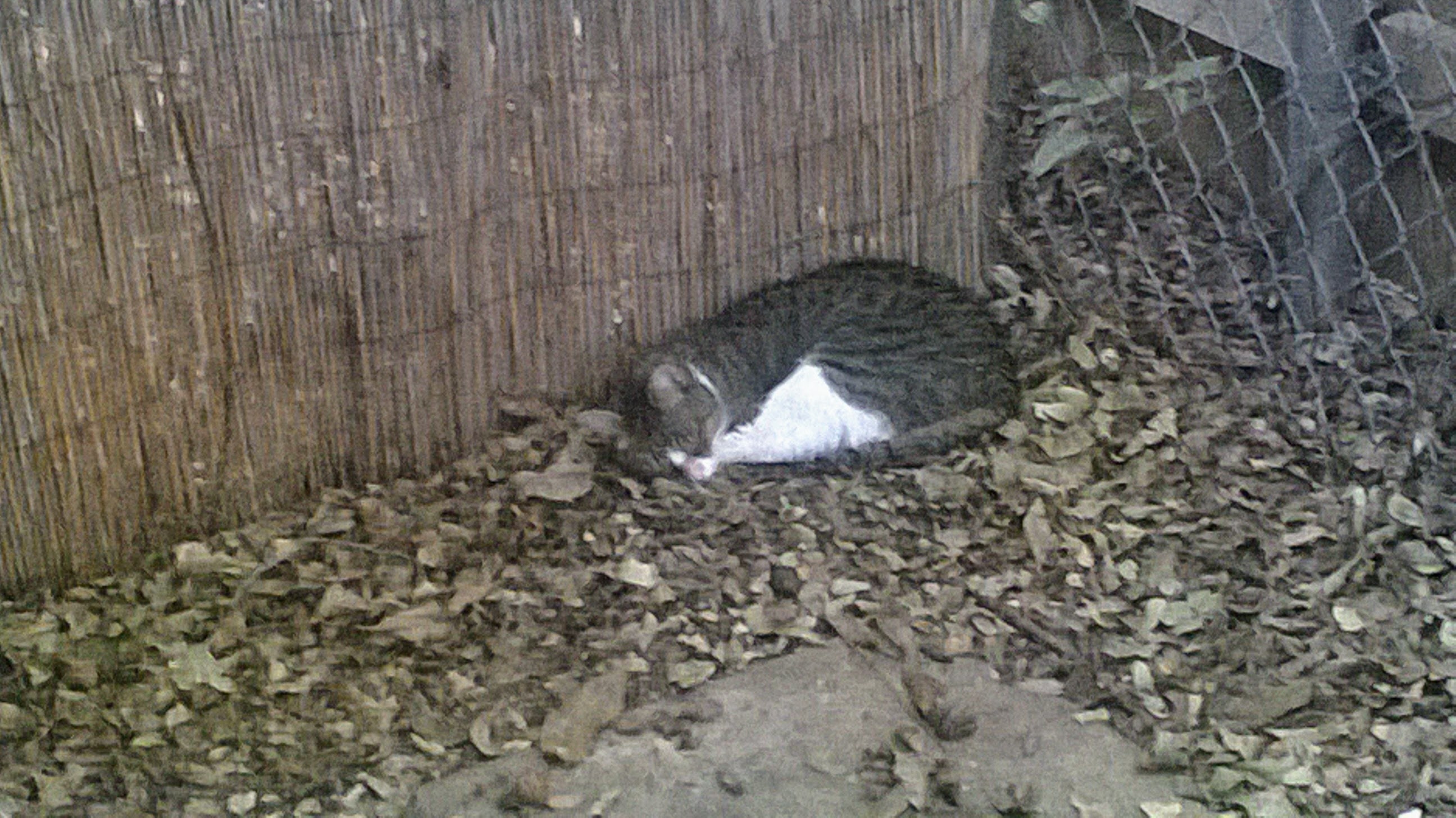 Sally trying to enjoy our Austin yard