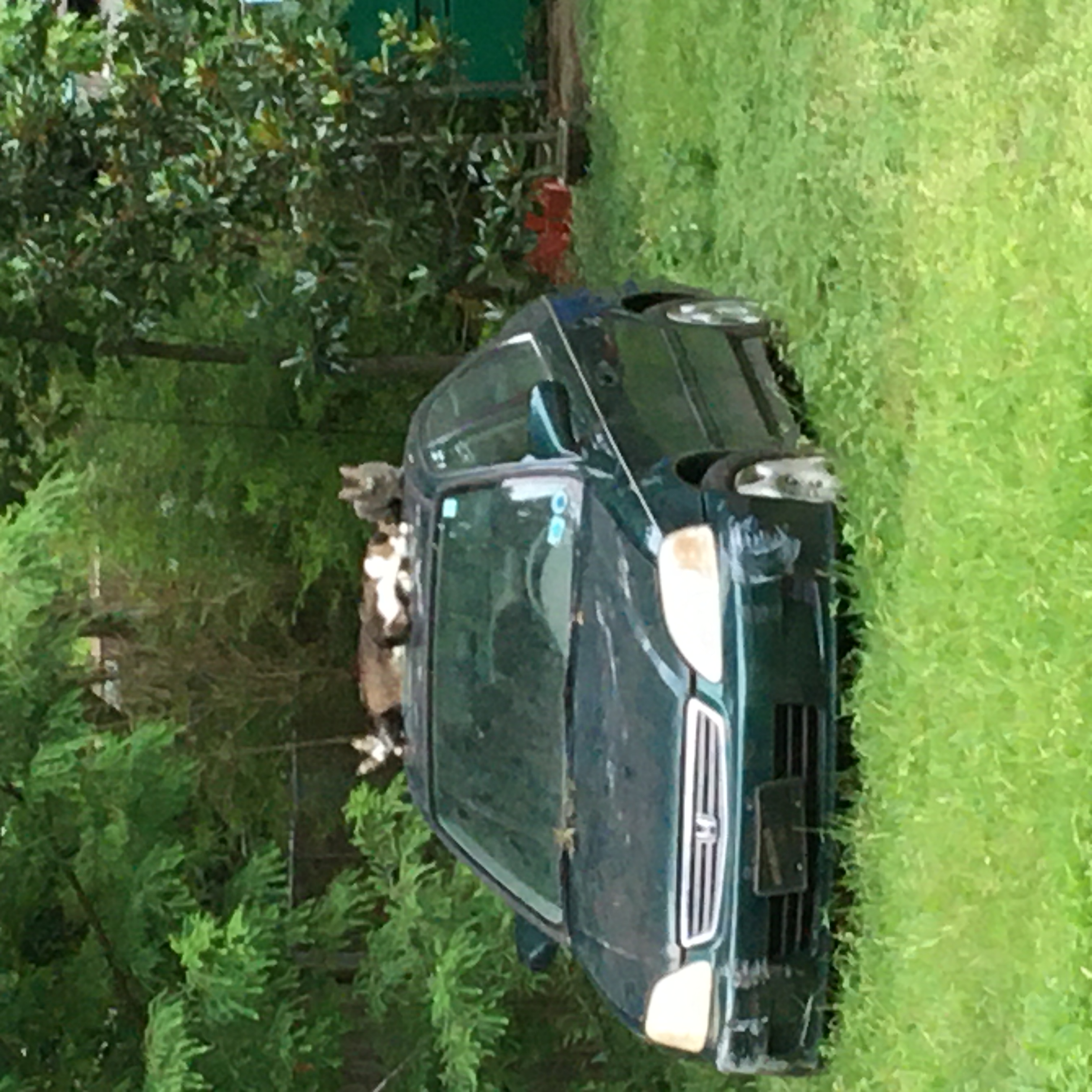 cats on a car on Douglass Street