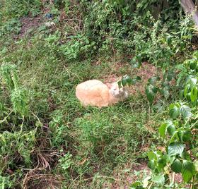 Otter in the garden.