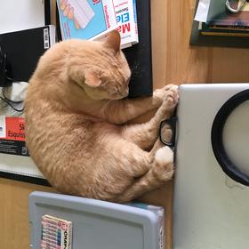 Otter came over for a nap on my work table.